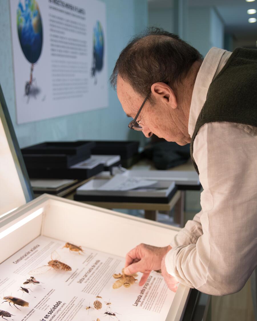 Os segredos da polinización a través das coleccións do mhn