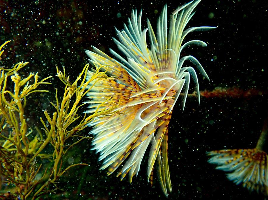 O terceiro premio foi para Jesús Fernández Gutiérrez, alumno da Facultade de Bioloxía