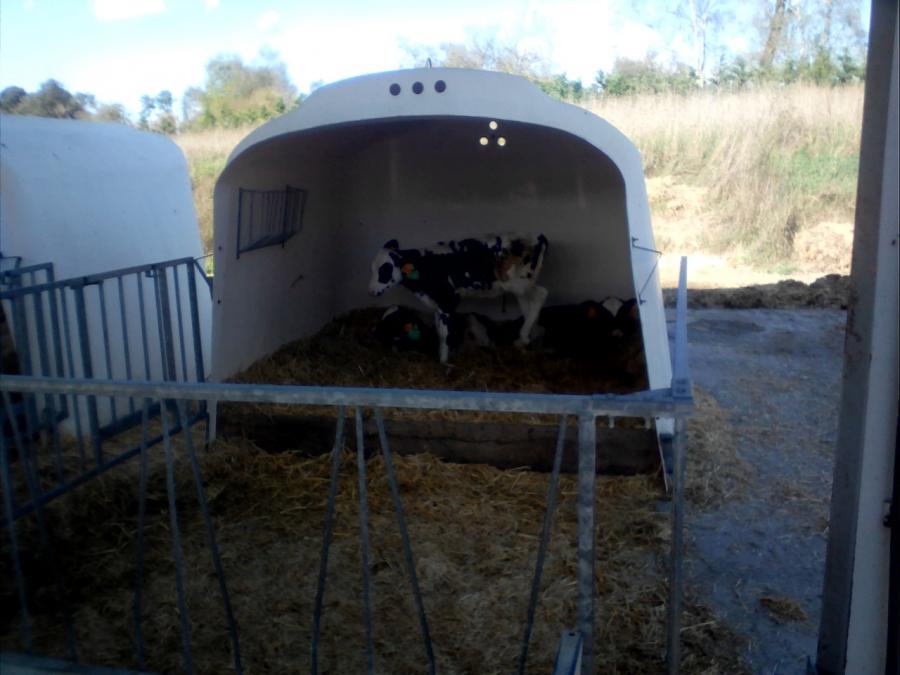 Unha xata de recría nun dos habitáculos do centro de recría de Castro