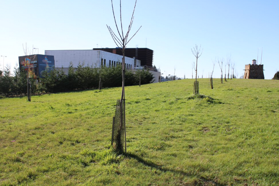 Souto de castiñeiros das Gándaras