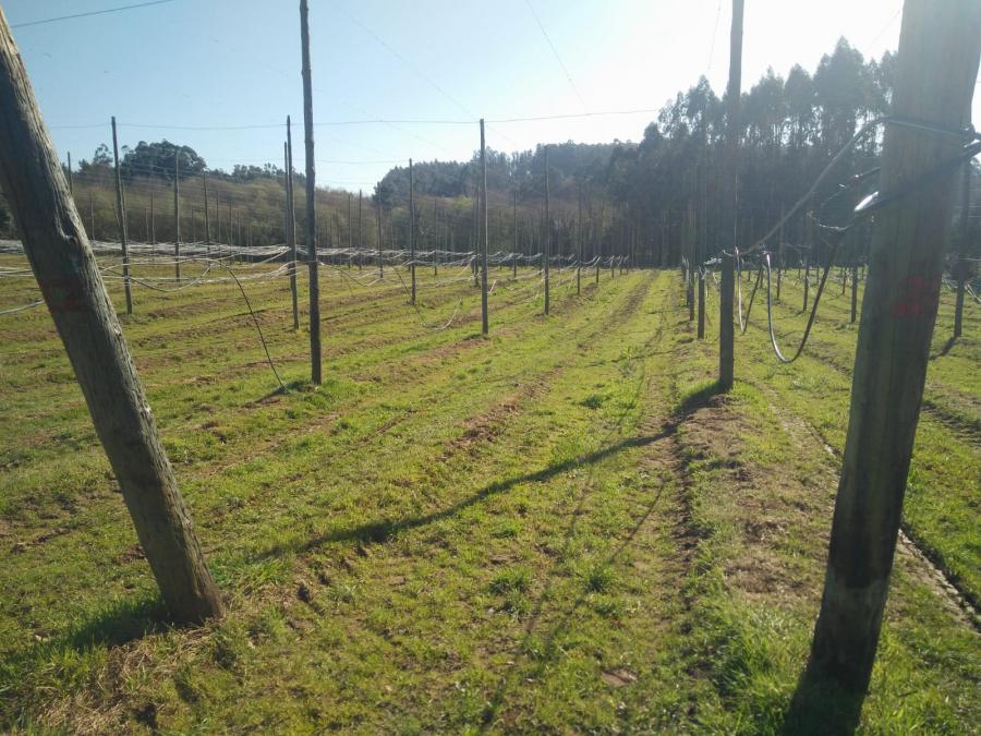 Instalacións de sistemas de rega en zonas de cultivo de lúpulo