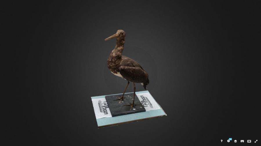 Modelo 3D dun cigoña elaborado polo alumnado do Istituto Calasanzio de Florencia