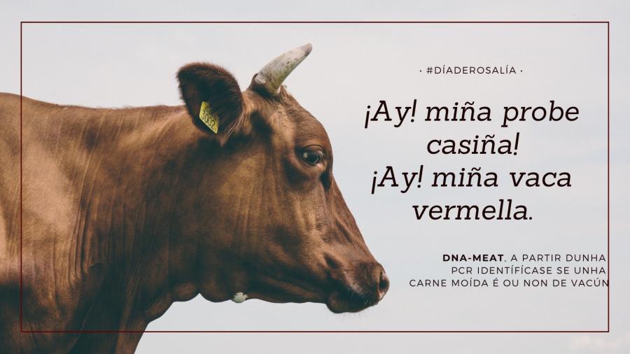 'Memes' que relacionan a poética de Rosalía de Castro cos Kits de divulgación científica de XuvenCiencia