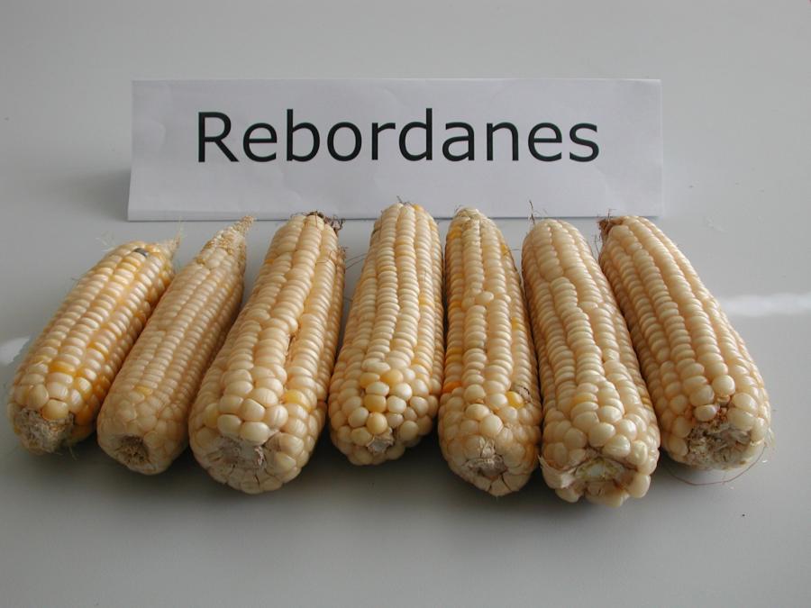 Espigas de millo da variedade Rebordanes. Fotografía cedida polo CSIC