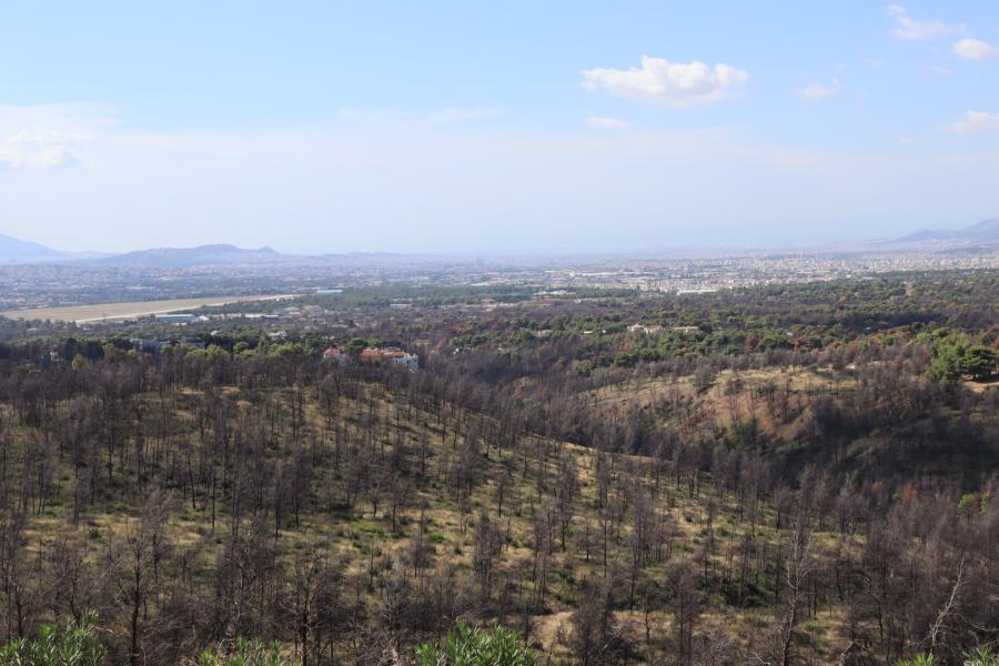 Territorio heleno afectado polas lapas. Foto: Iria Souto