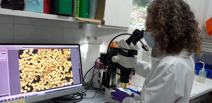 A investigadora Catuxa Varela recollendo xuvenís no laboratorio. FOTO: CoPeMol