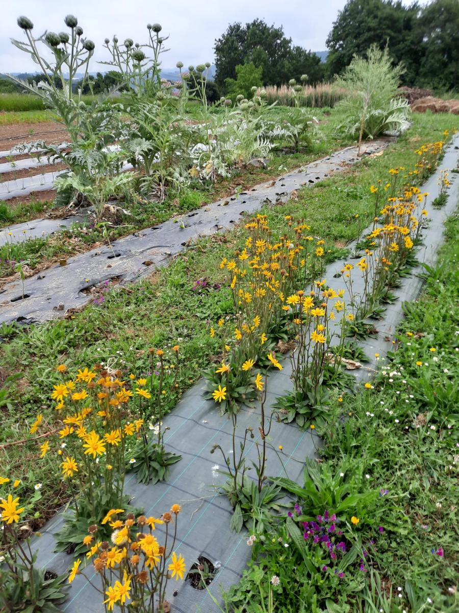 Plantación de 'Arnica montana' L. na finca de prácticas da EPS de Enxeñaría