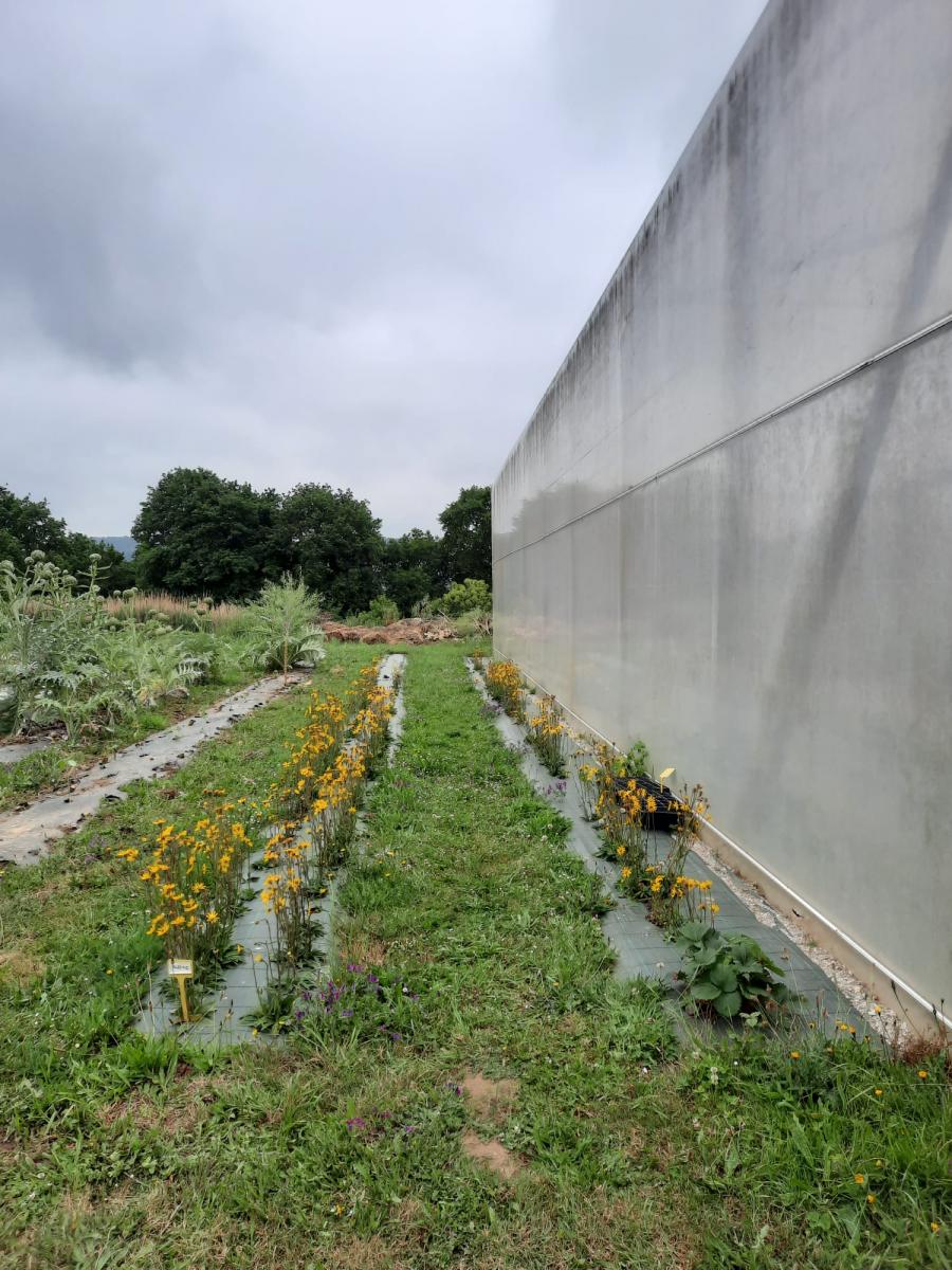 Plantación de 'Arnica montana' L. na finca de prácticas da EPS de Enxeñaría