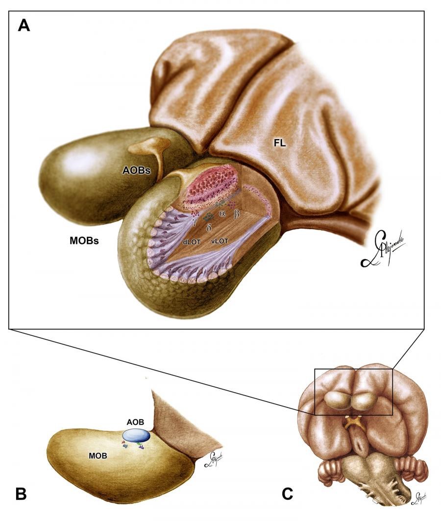 Debuxo do bulbo olfativo accesorio do coello realizado por Alejandro García