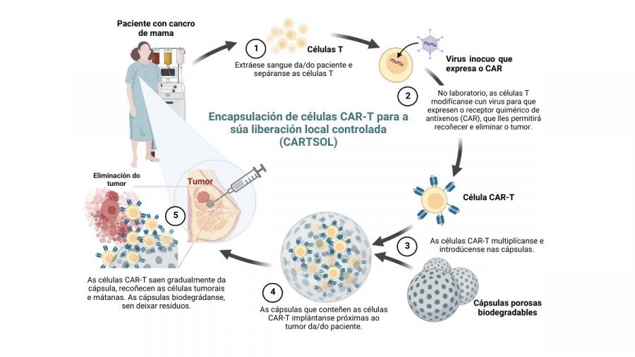 Encapsulación de células CAR-T para a súa liberación local controlada 