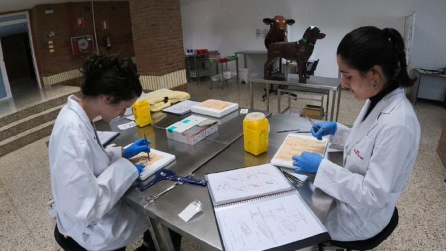 Dúas alumnas, no laboratorio de Habilidades Clínicas de Veterinaria