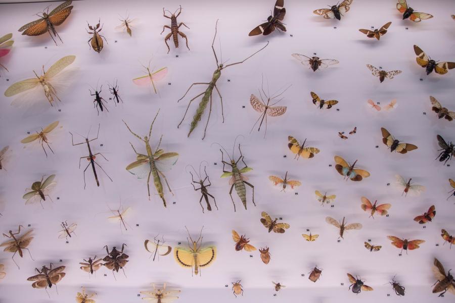 Detalle da esposición. Foto: MHN