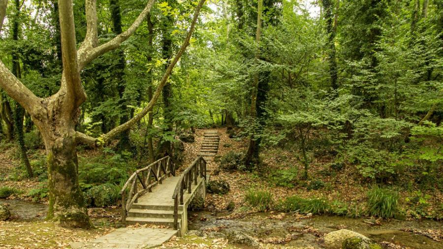 Cuanto más crece un árbol, más carbono captura