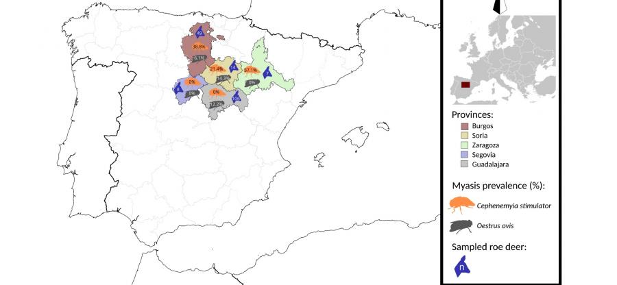 Mapa coas provincias analizadas, o número de corzos por provincia e a porcentaxe de positivos a C. stimulator e O. ovis