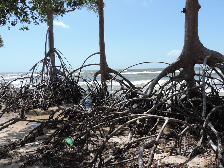 Bosque de rhizophora