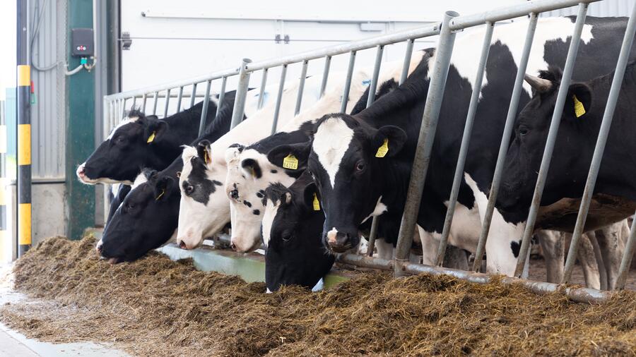 As técnicas de detección ambiental permiten unha mostraxe máis sinxela, barata e e sen a necesidade de manipular os animais
