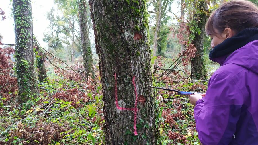 PEMADE is a reference group in the study of the structural properties of wood.