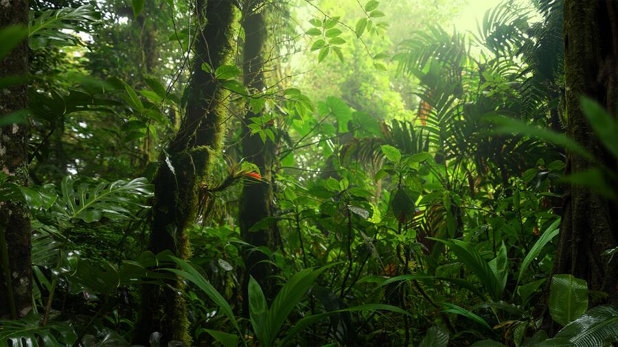 The resilience of forests to climate change depends on the genetic variability and plasticity of their functional traits