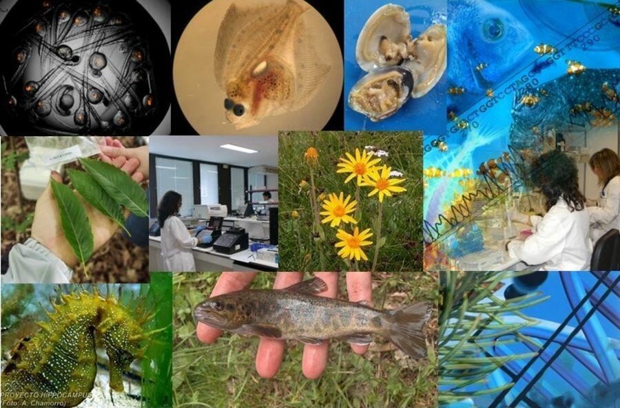 Genetic, Genomic, and Zebrafish Services Platform