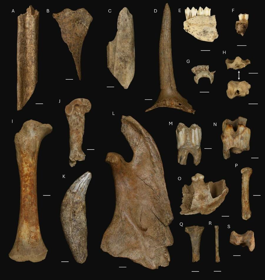 Restos macrofáunicos recuperados no Nivel 3 de Cova Eirós