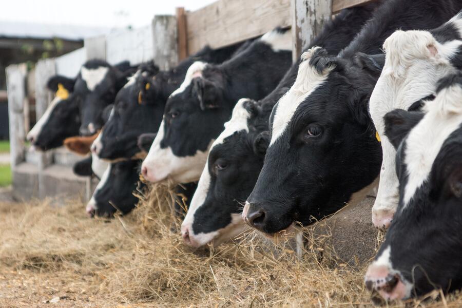 A eficiencia reprodutiva do gando vacún inflúe na cantidade de metano que xeran estes animais por kg de leite producido