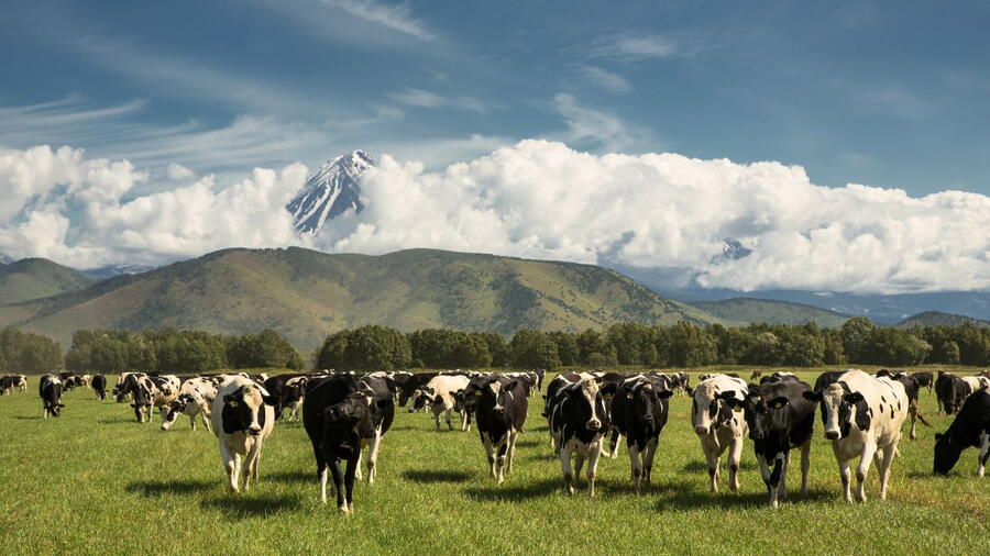 The COPAR Group is using cows as sentinels to monitor infection risks in humans.