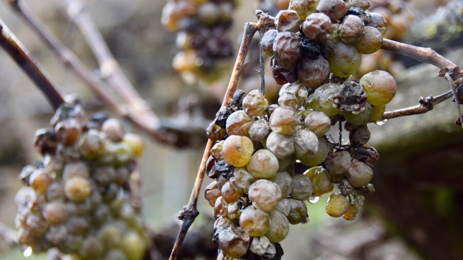 Imaxe dun ramo de uvas danado pola Botrytis