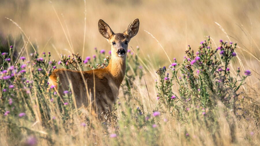 The parasite cefenemia causes major changes in the respiratory and olfactory epithelia of roe deer The parasite cefenemia causes major changes in the respiratory and olfactory epithelia of roe deer
