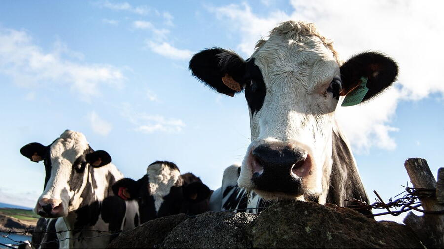 Imagen de un grupo de vacas