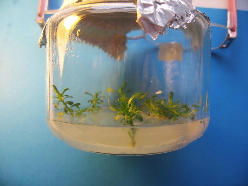 Unha investigadora da USC  recupera unha especie en extinción da flora mediterránea