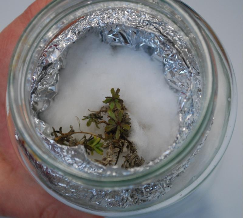 Unha investigadora da USC  recupera unha especie en extinción da flora mediterránea