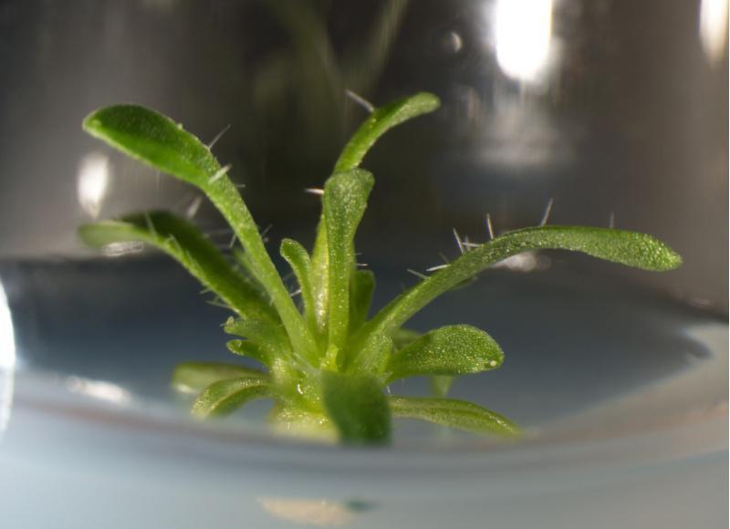 Unha investigadora da USC  recupera unha especie en extinción da flora mediterránea