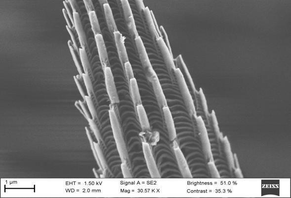 Un doutorando do CIQUS recibe unha mención de honra nun concurso internacional de microfotografía