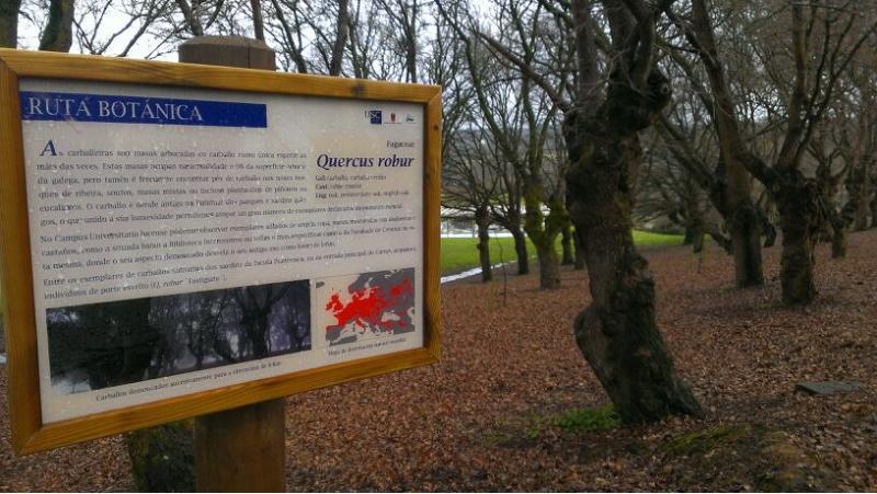 Vinte e seis paneis informan ao camiñante das especies de flora leñosa da ruta botánica do campus de Lugo
