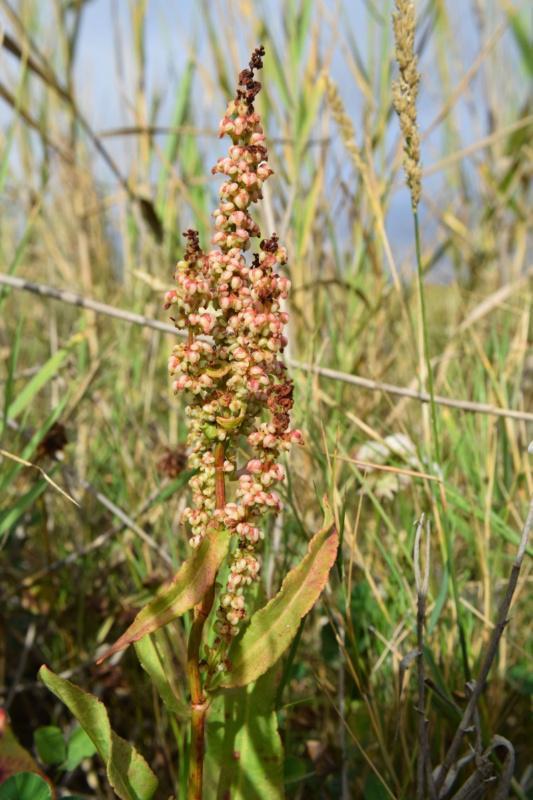 Botánicos da USC reintroducen con éxito poboacións da planta Rumex rupestris na illa de Ons