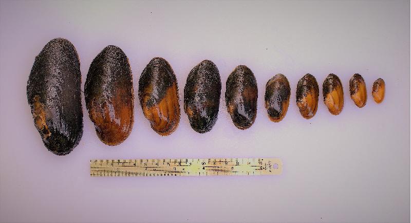 Larga vida ao mexillón de río