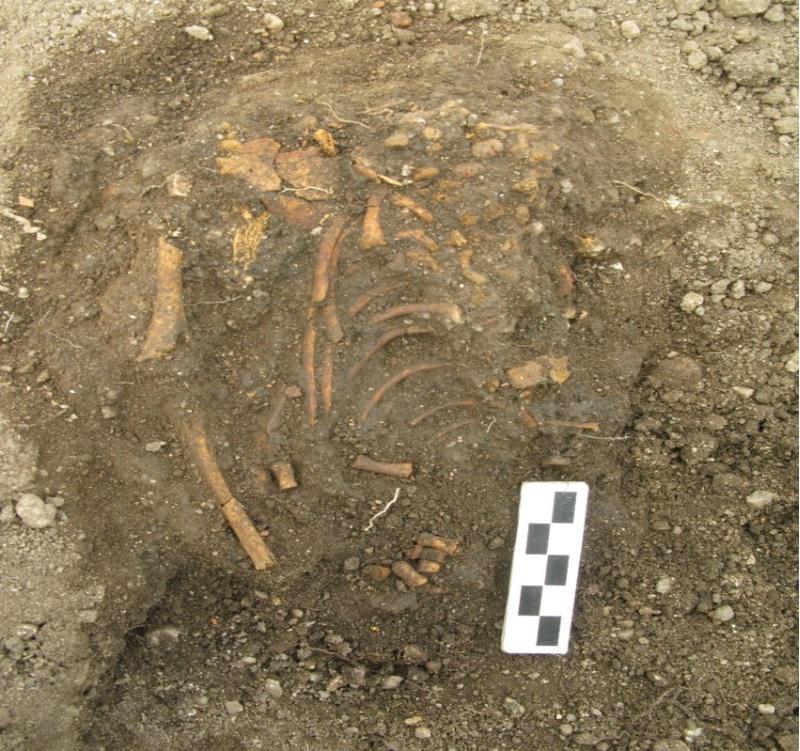 Investigadores de Vigo e Santiago descobren unha gran mostra de peixe de hai 1.700 anos e restos óseos de sete persoas en Adro Vello 