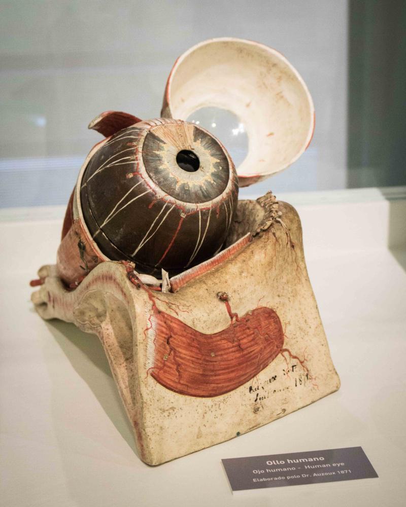 O Museo de Historial Natural celebra o Día Internacional dos Museos cunha xornada de entrada libre