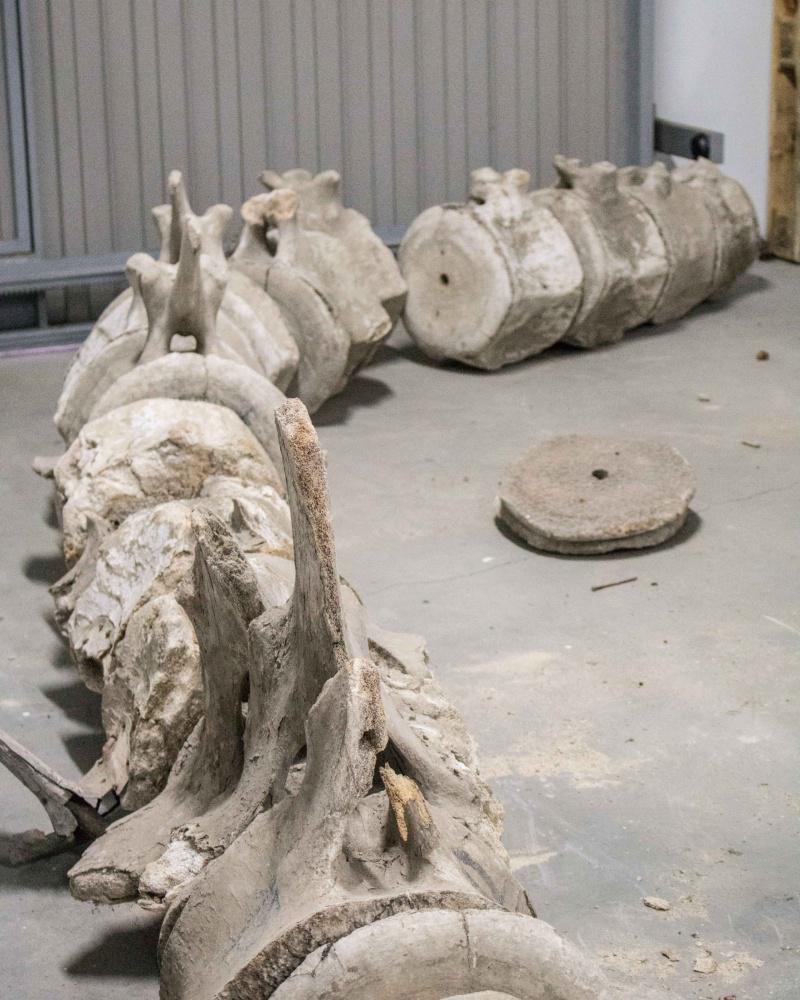 O Museo de Historia Natural da USC recupera o esqueleto dunha balea azul, unha extraordinaria peza do seu antigo patrimonio científico