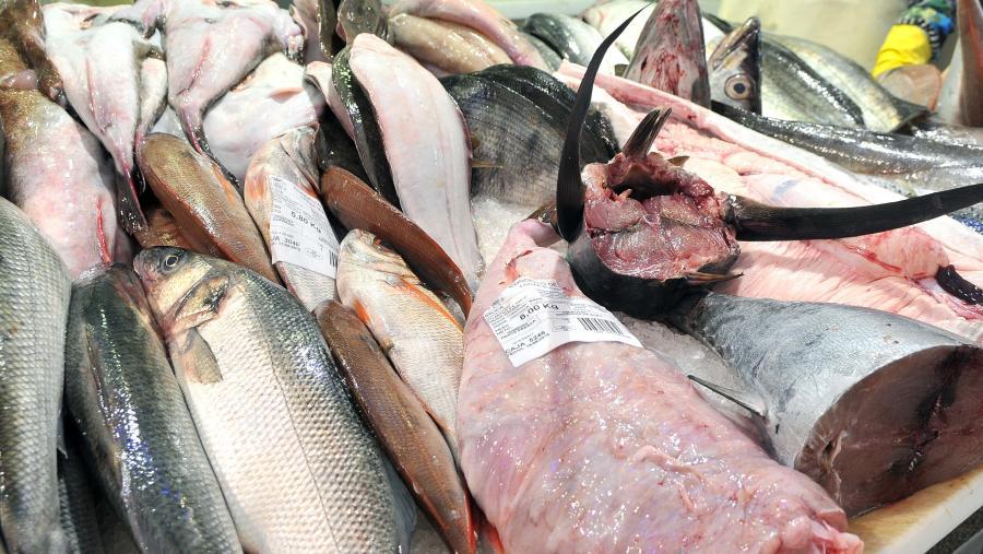 O peixe, a exame no Campus Terra tras saír do conxelador