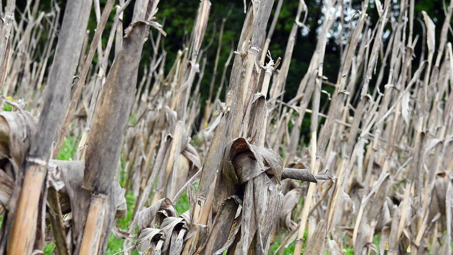 Campo de millo seco. Foto: Santi Alvite