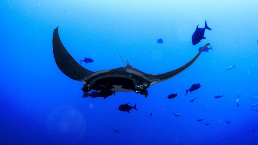 As zonas peláxicas cobren a gran maioría da superficie da Terra e constitúen o maior ecosistema do planeta