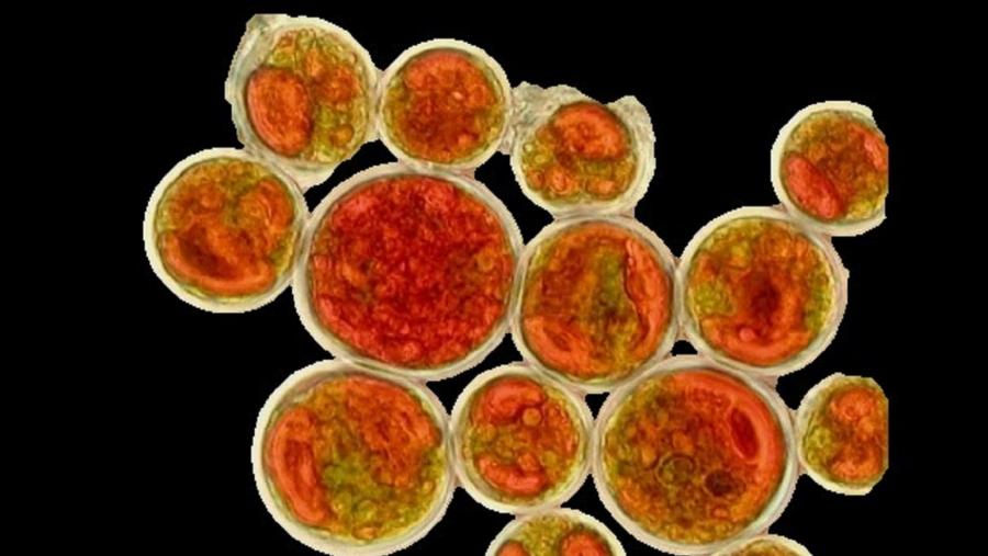 A microalga Haematococcus pluvialis presenta unha gran concentración de astaxantina