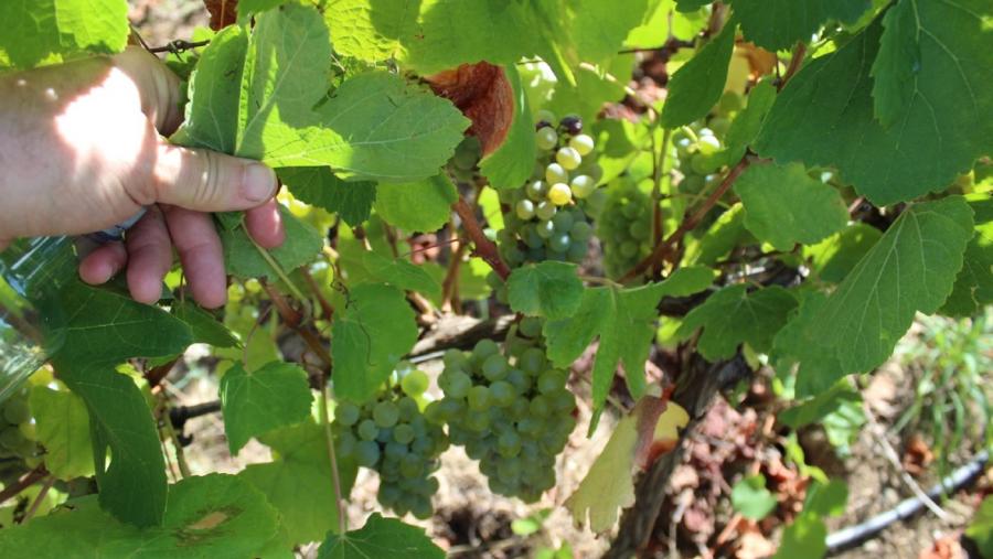 Un investigador analiza a follaxe e as uvas das cepas da viña experimental de que dispón a EPSE da USC en Portomarín Un investigador analiza a follaxe e as uvas das cepas da viña experimental de que dispón a EPSE da USC en Portomarín