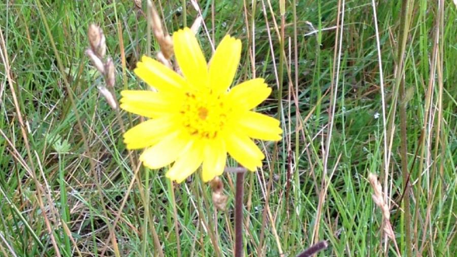 Flor de árnica, nun campo da Terra Chá Flor de árnica, nun campo da Terra Chá