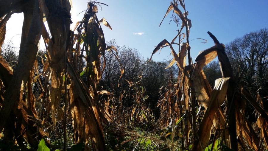 Plantación de millo