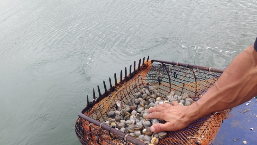 Un home manipula uns berberechos. Foto: Acuigen Un home manipula uns berberechos. Foto: Acuigen