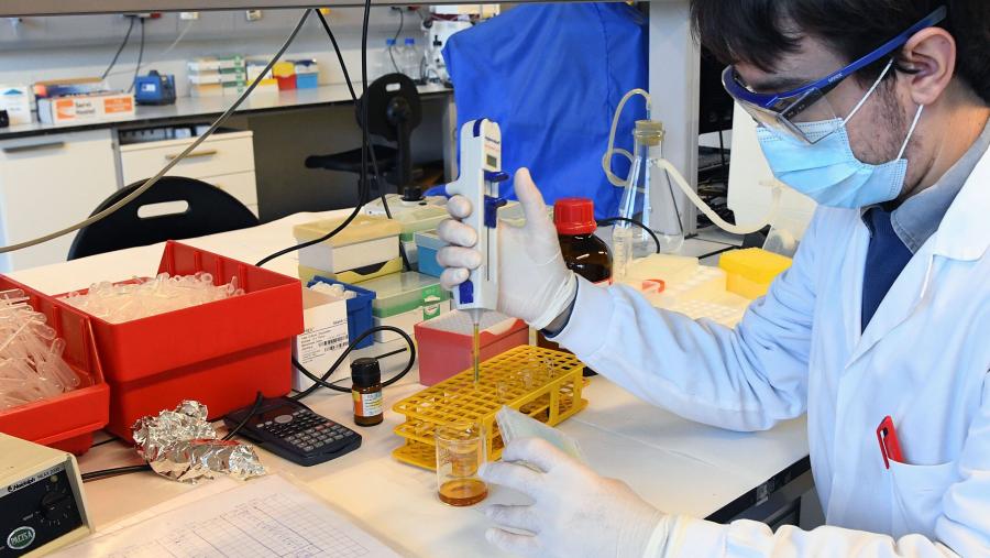 O papel da proteína ou factor de transcrición  POU1F1 no desenvolvemento da  glándula  hipofis e a súa homeostase é ben coñecido. Imaxe de arquivo dun laboratorio do CiMUS. FOTO: Santi Alvite