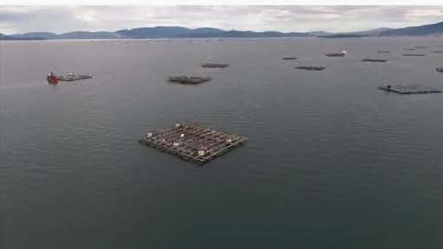 Imaxe do vídeo 'Cultivando na auga: tradición e innovación' Imaxe do vídeo 'Cultivando na auga: tradición e innovación'