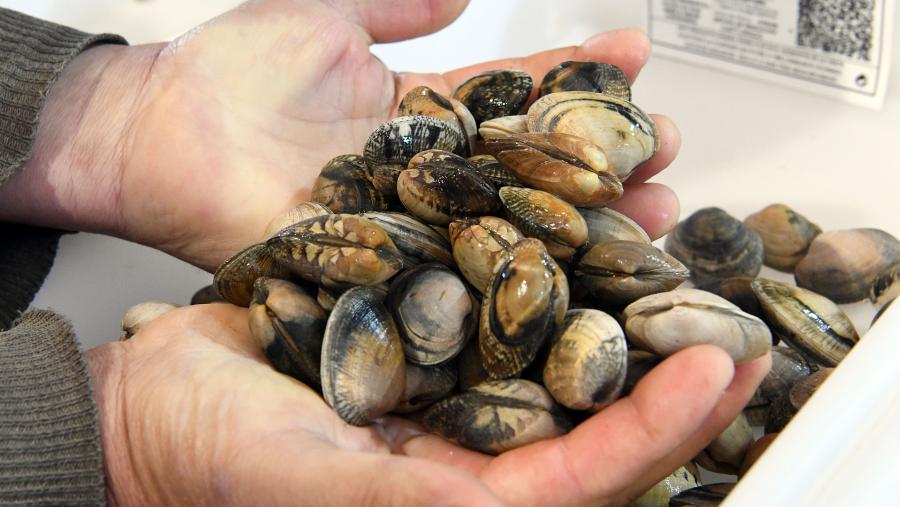 O acordo aborda o control microbiolóxico do criadeiro de bivalvos. Imaxe de arquivo de ameixas. FOTO: Santi Alvite